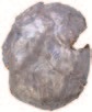 Recovered Bullet Recovered Bullet